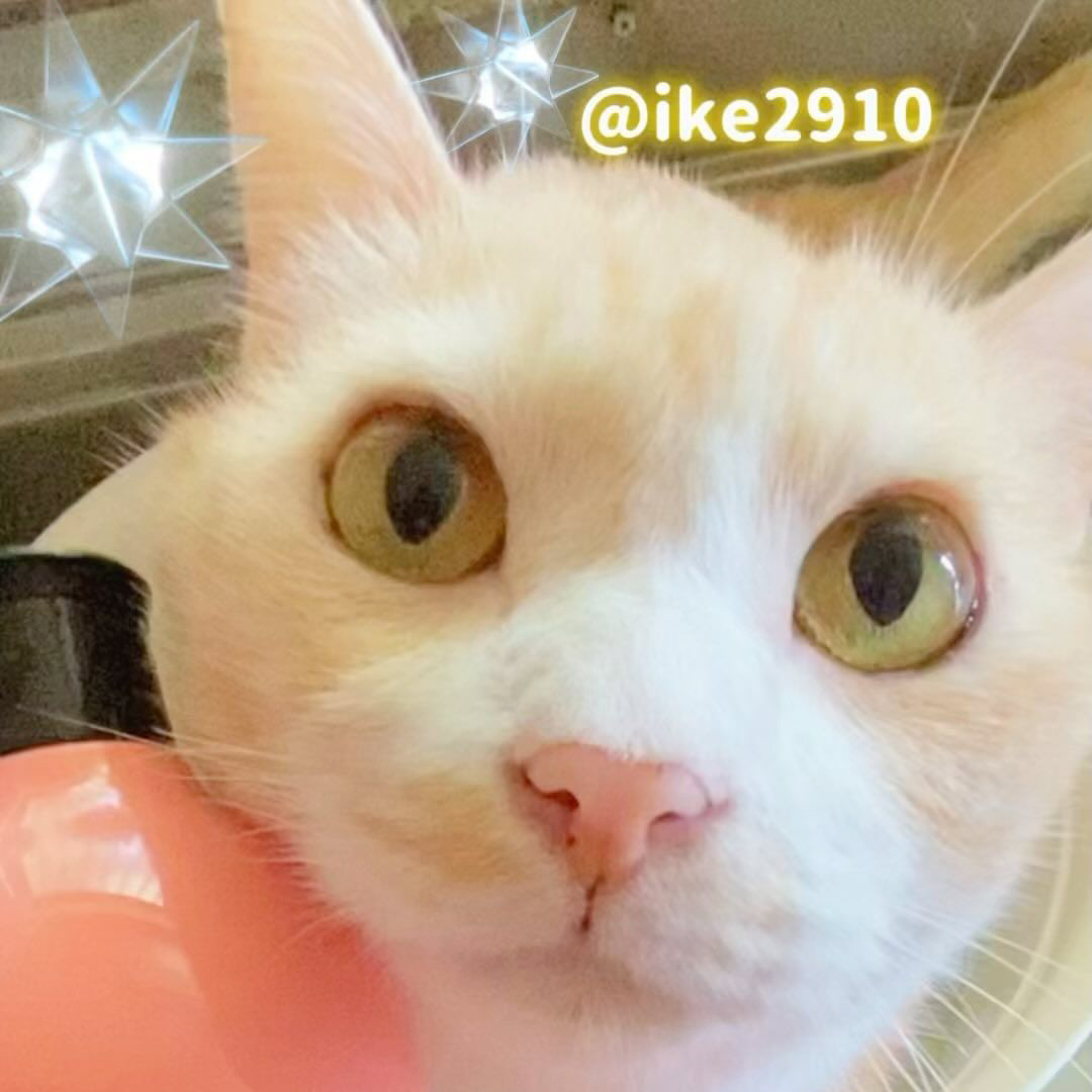 キャッツ アンバサダー ボイス