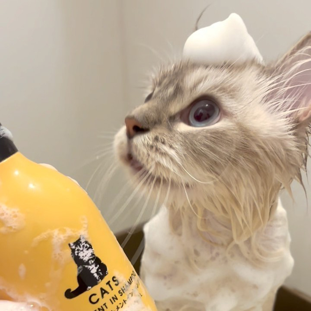 キャッツ アンバサダー ボイス