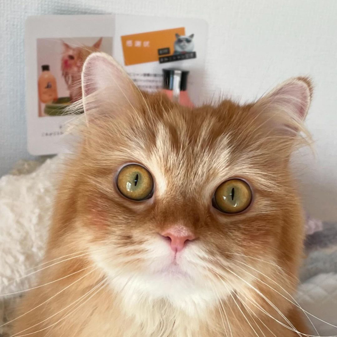 キャッツ アンバサダー ボイス
