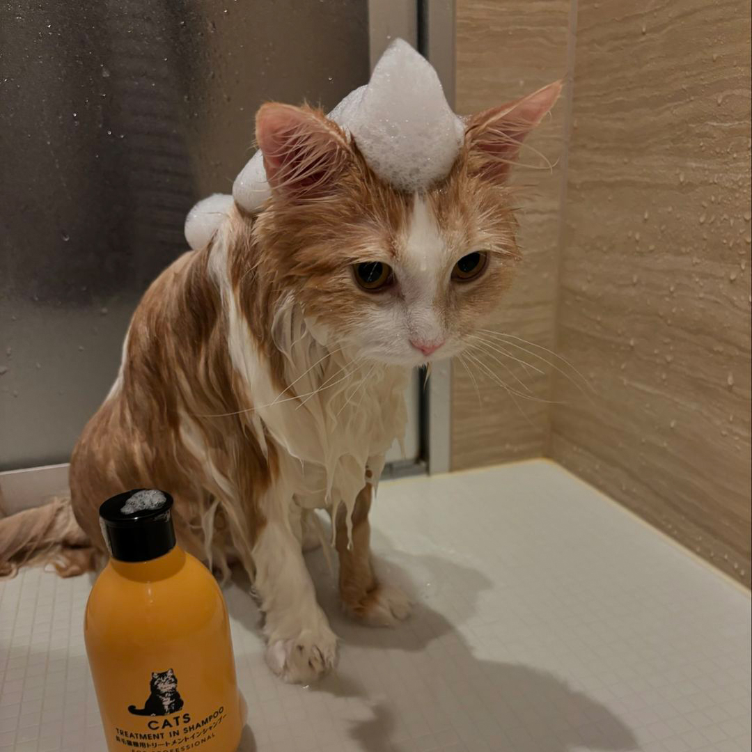 キャッツ アンバサダー ボイス