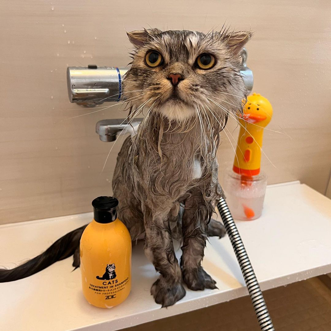 キャッツ アンバサダー ボイス