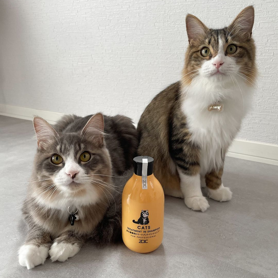 キャッツ アンバサダー ボイス