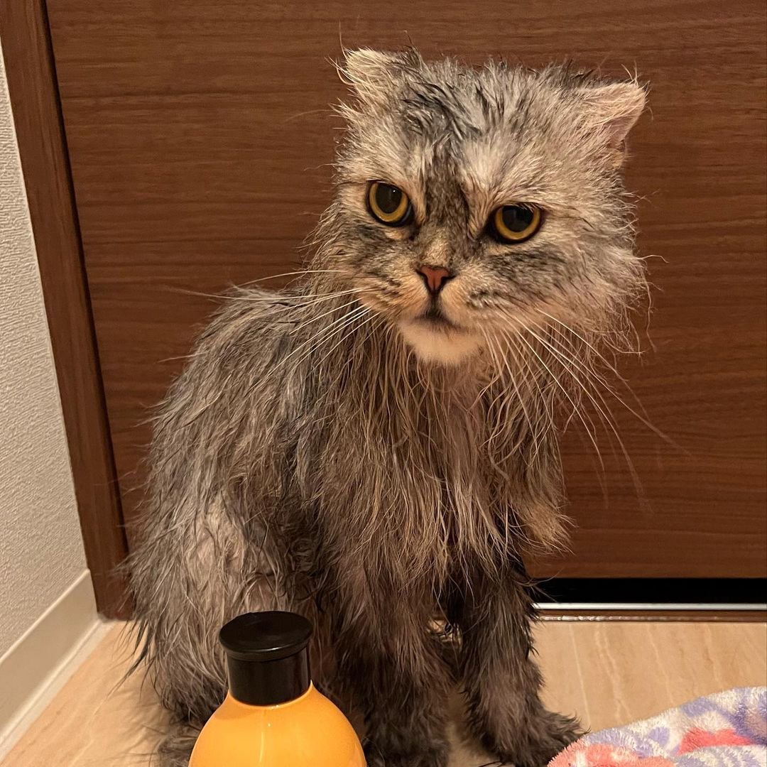 キャッツ アンバサダー ボイス