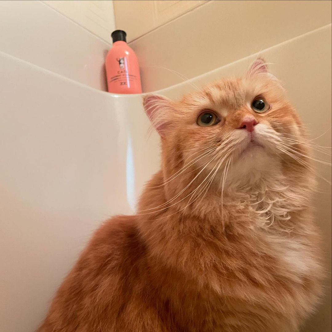 キャッツ アンバサダー ボイス