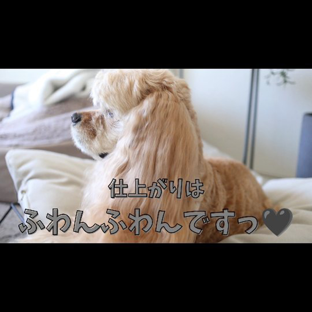 ゾイック マチュア アンバサダー ボイス