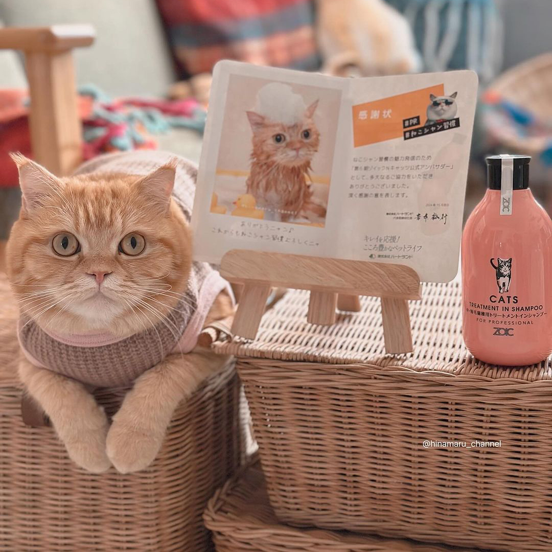 キャッツ アンバサダー ボイス