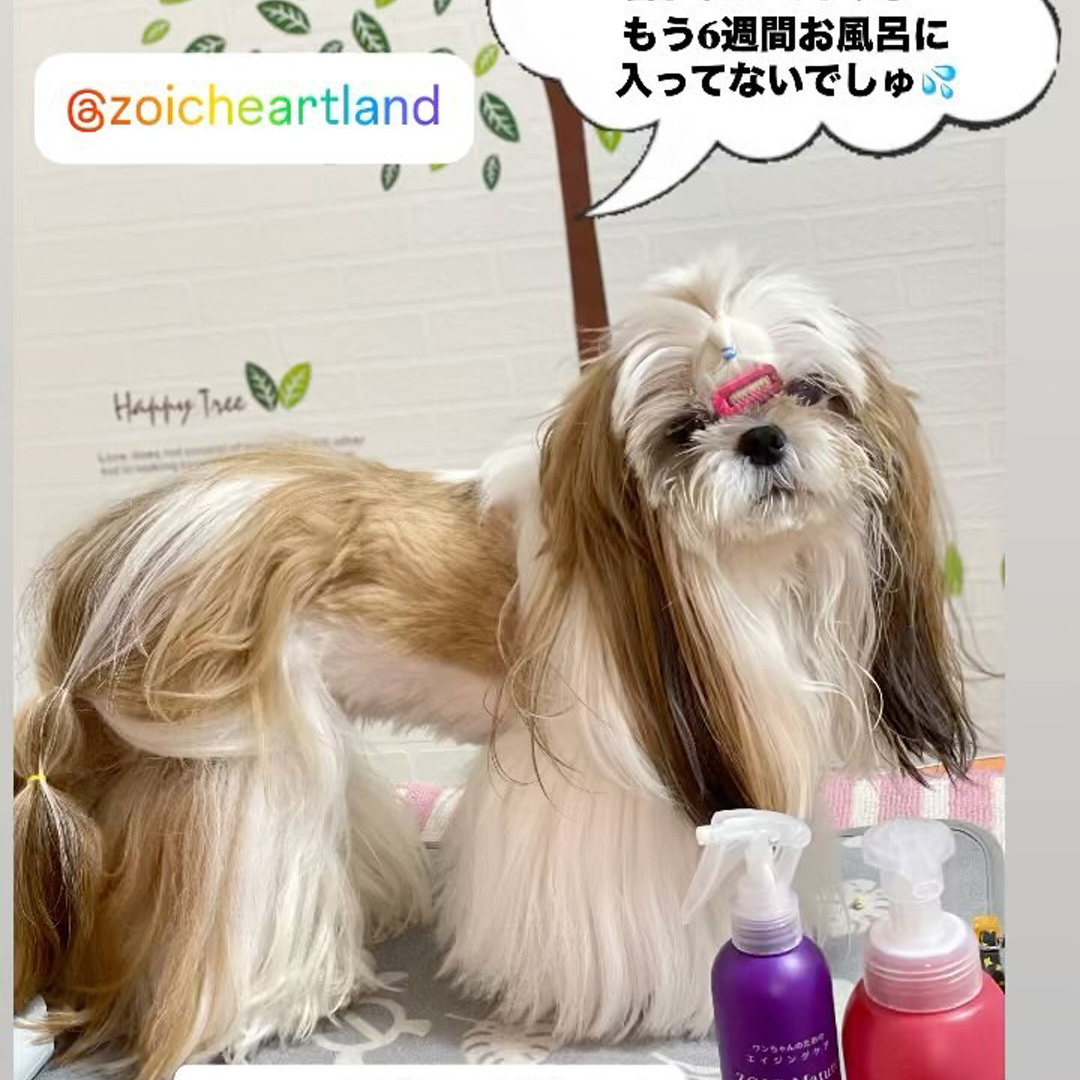 ゾイック マチュア アンバサダー ボイス