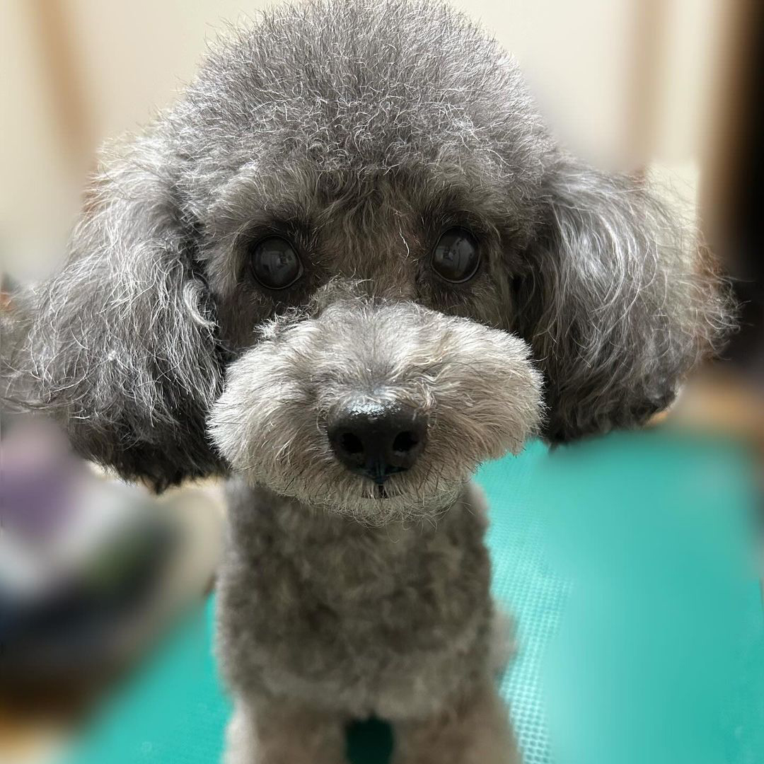ゾイック マチュア アンバサダー ボイス