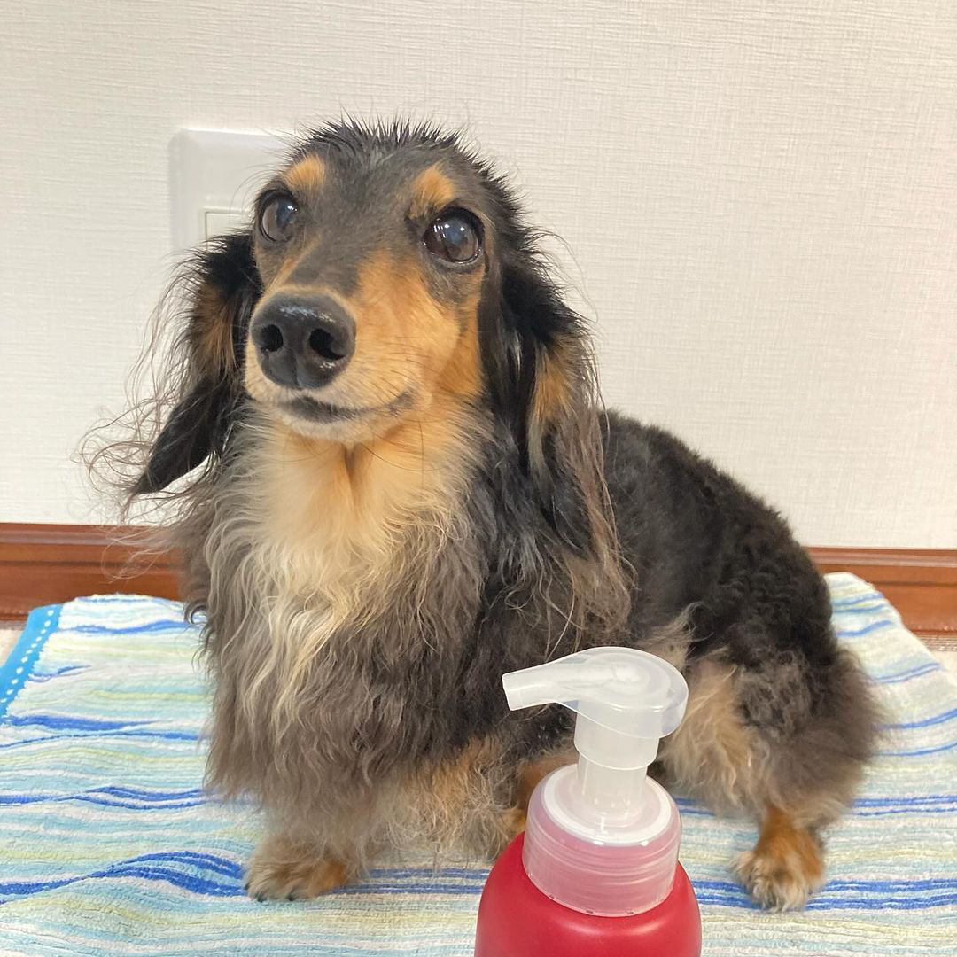 ゾイック マチュア アンバサダー ボイス