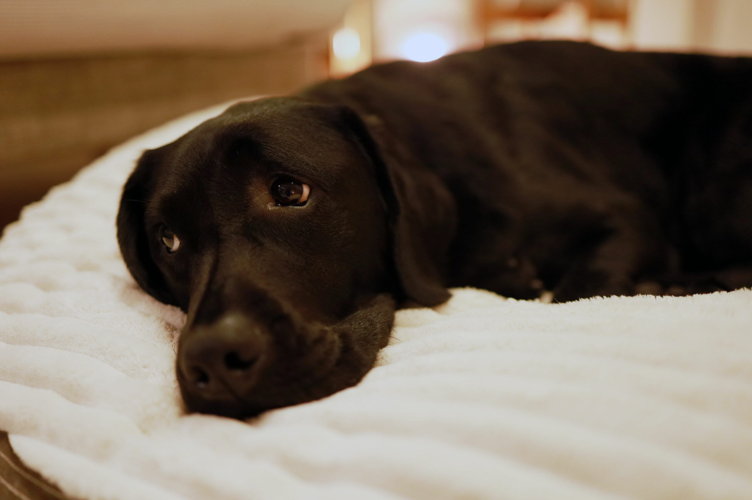 胸に刻みたい「犬の十戒」