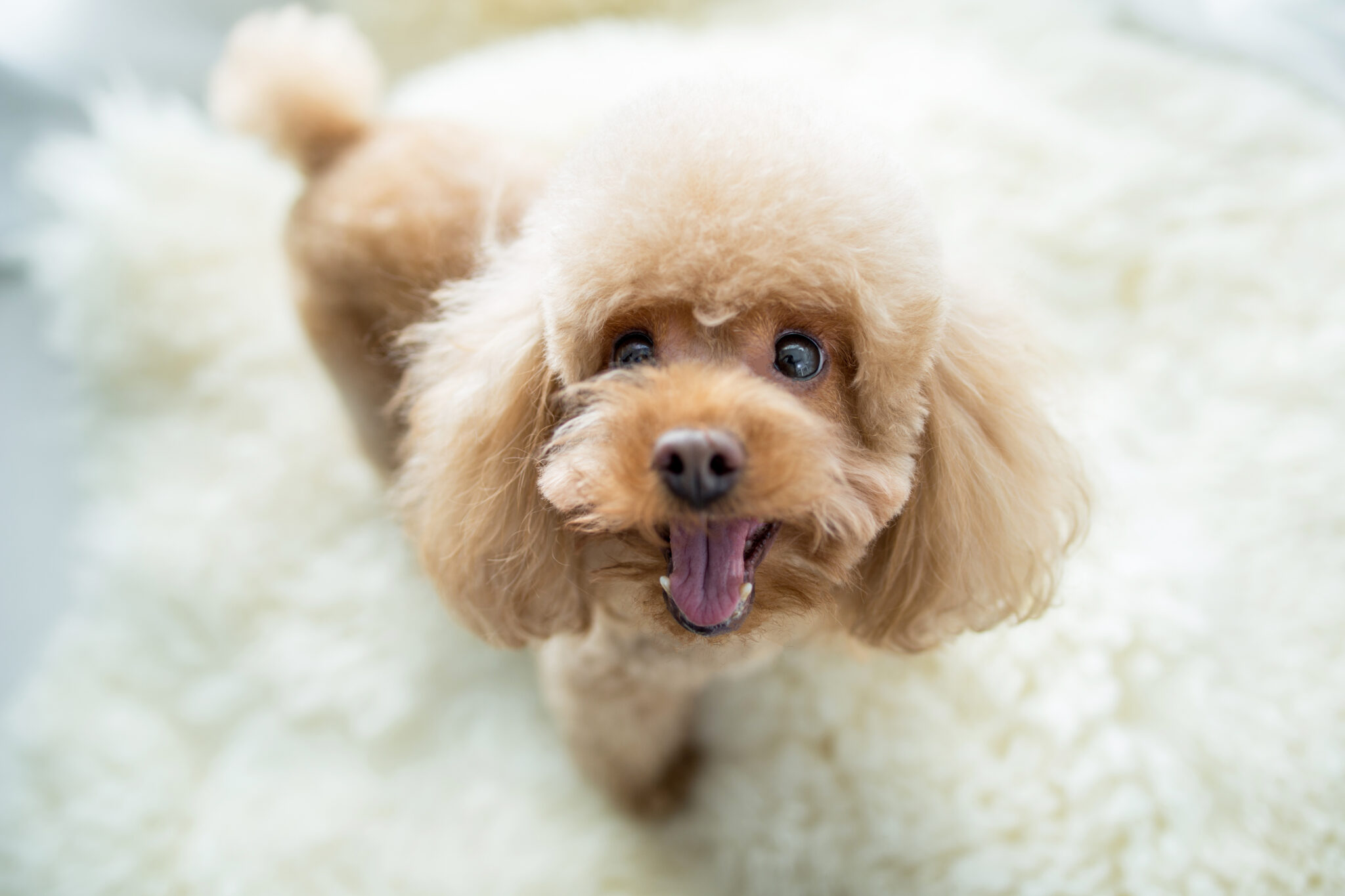 トリマーをやってて良かったと思うシーン
