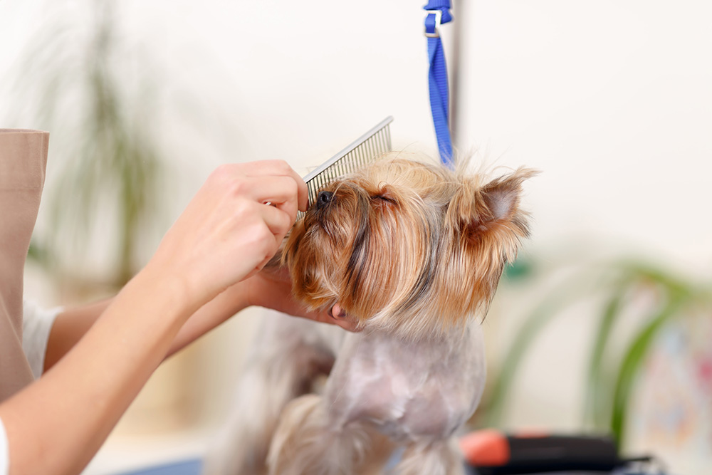 [先輩トリマー体験記]やっぱり犬と触れ合いたいと思い復帰を決意