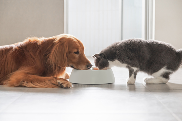 コンセプトのページに“犬猫用食品ブランド”「ＨＡＢ　ｆｒｏｍ（ハブ　フロム）」のブランドコンセプトなどを追記しました。
