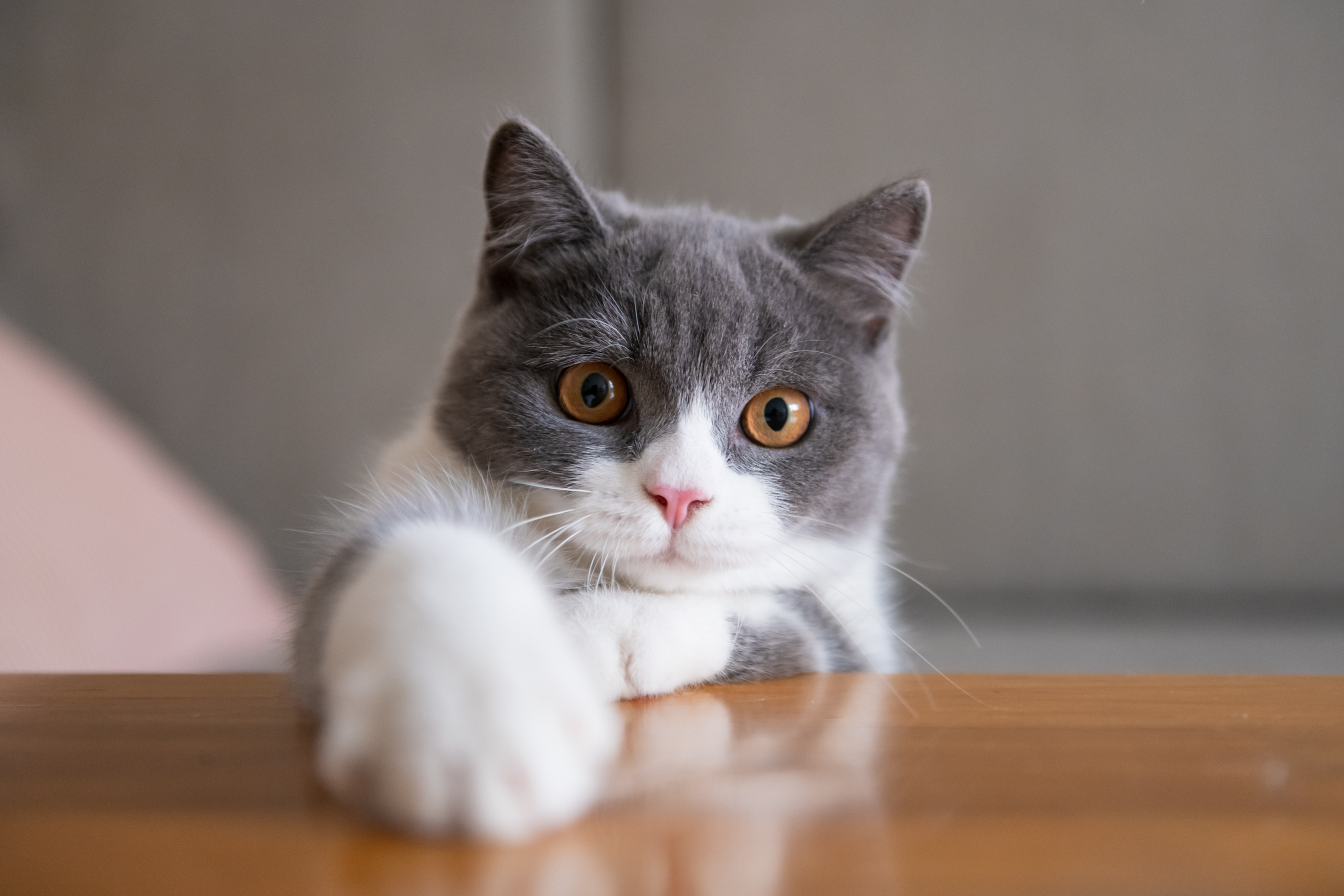 猫の飼い主さま向け うちの仔の皮膚はどんなタイプ?