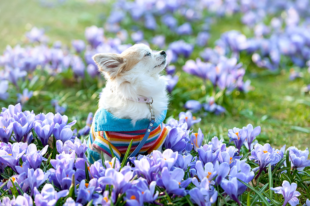 春は要注意?愛犬・愛猫の抜け毛&花粉対策