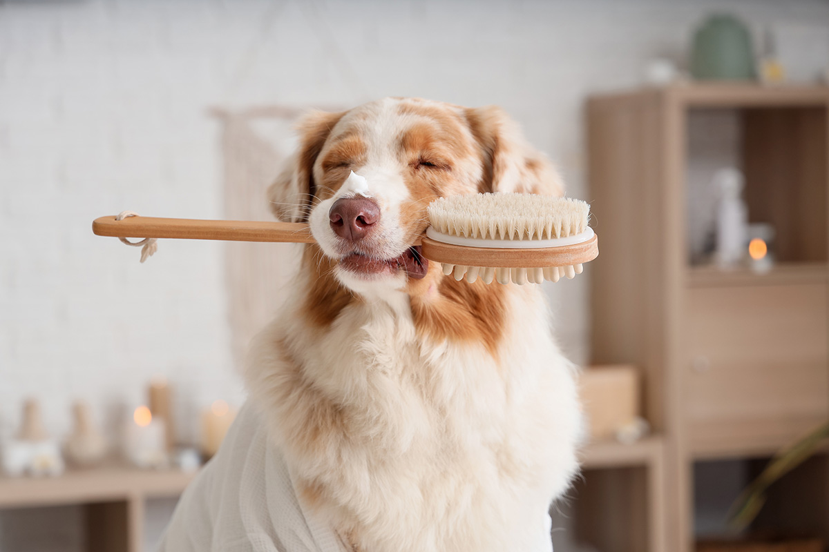 犬の飼い主さま向け うちの仔の皮膚は何タイプ?