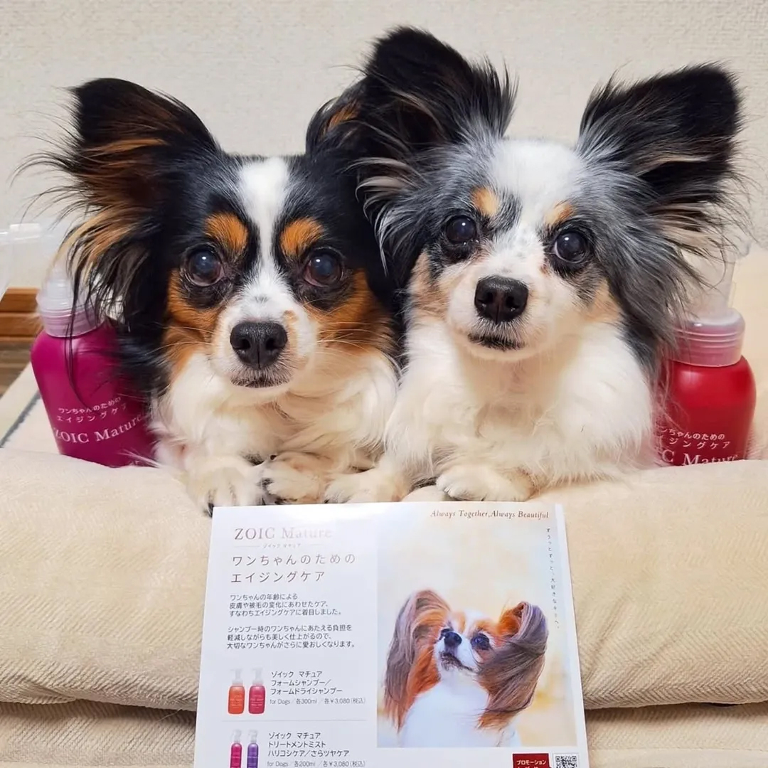 ゾイック マチュア アンバサダー ボイス