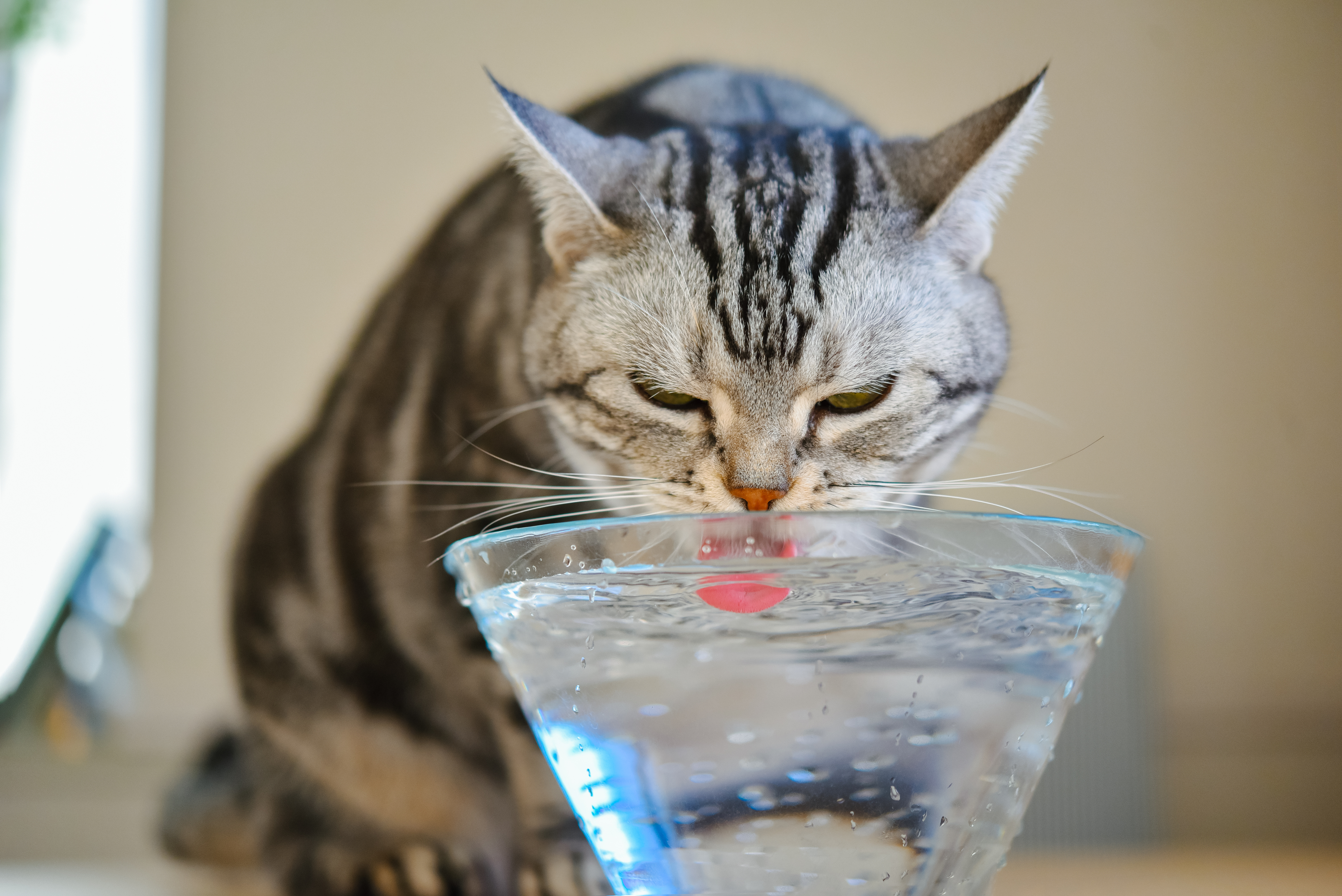 猫ちゃん向けー油断は禁物！熱中症に気を付けてー