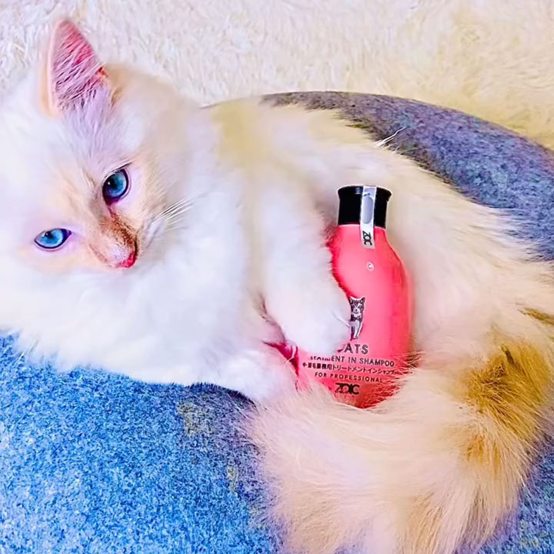 キャッツ アンバサダー ボイス