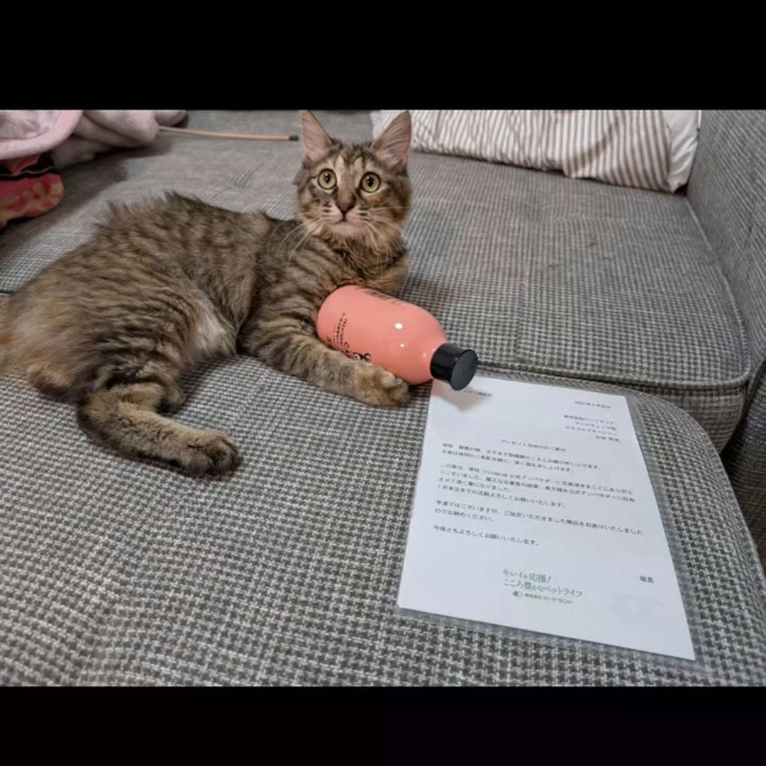 キャッツ アンバサダー ボイス