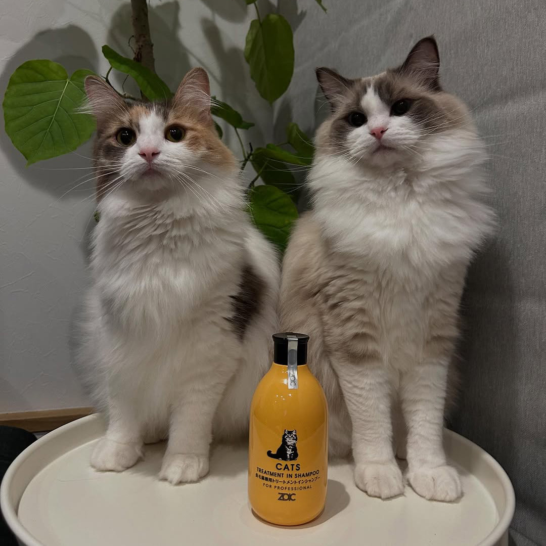 キャッツ アンバサダー ボイス