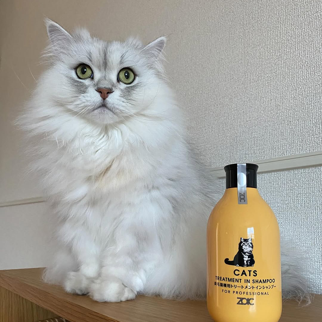 キャッツ アンバサダー ボイス
