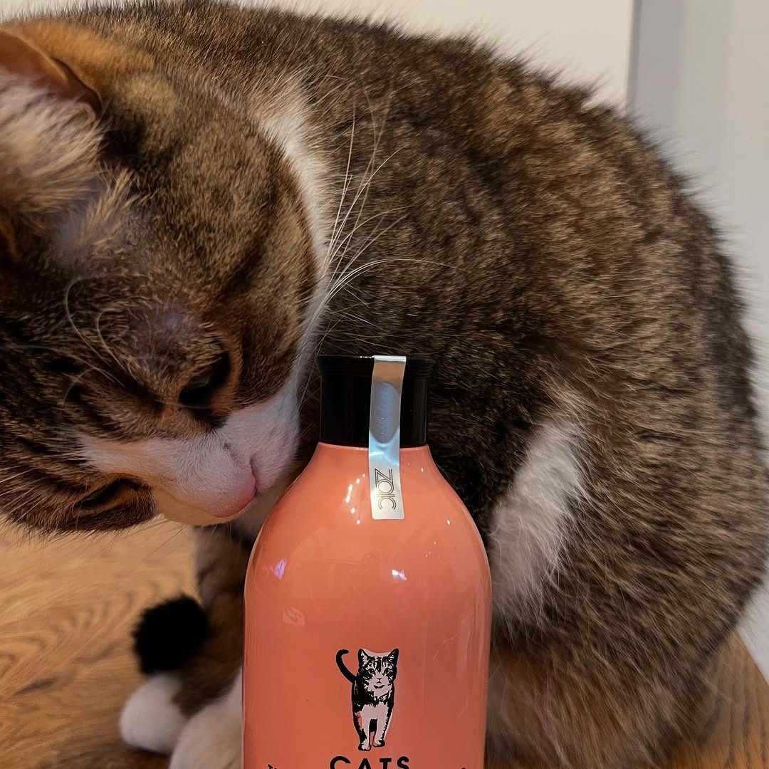 キャッツ アンバサダー ボイス