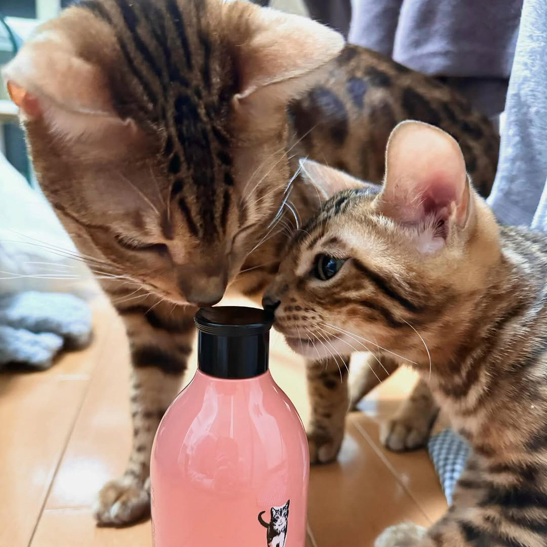 キャッツ アンバサダー ボイス