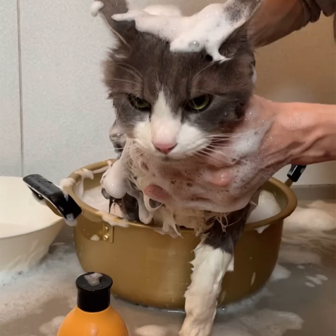 キャッツ アンバサダー ボイス