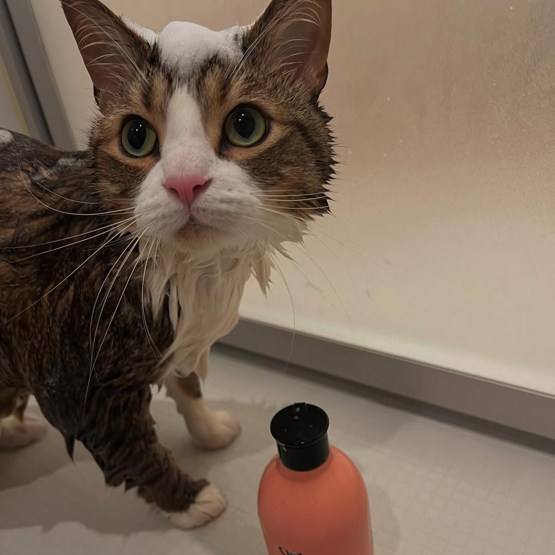 キャッツ アンバサダー ボイス