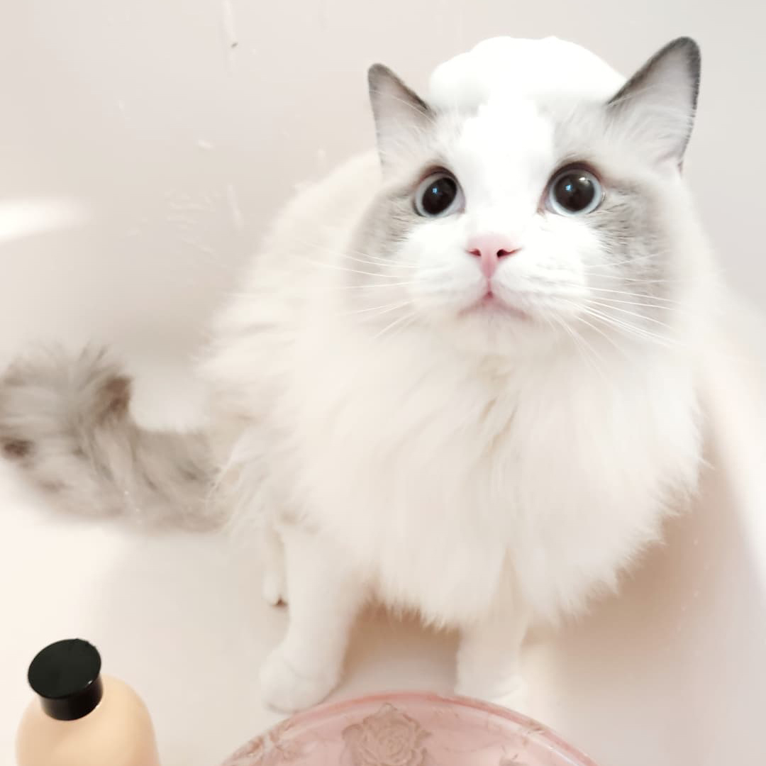 キャッツ アンバサダー ボイス