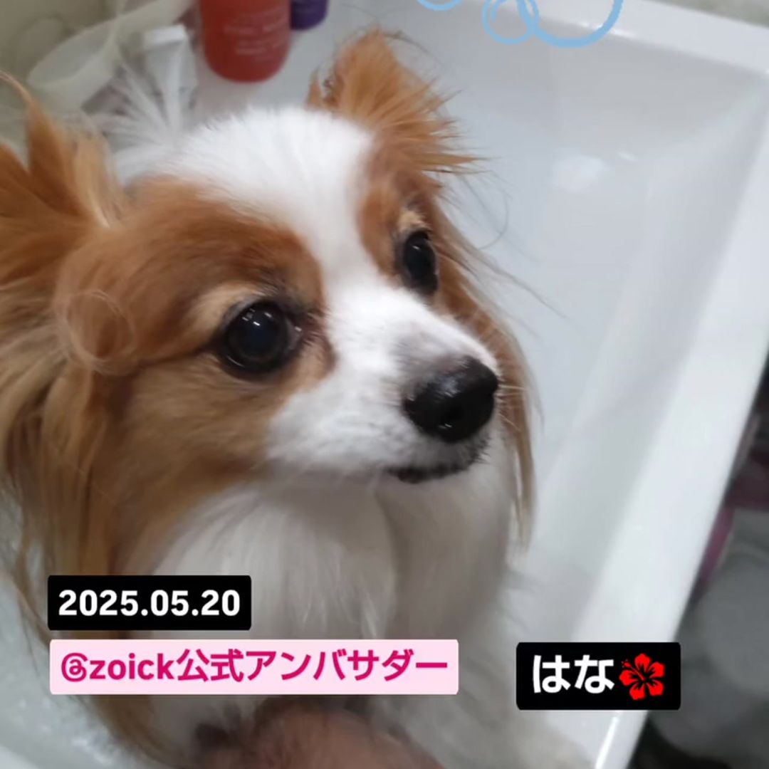 ゾイック マチュア アンバサダー ボイス