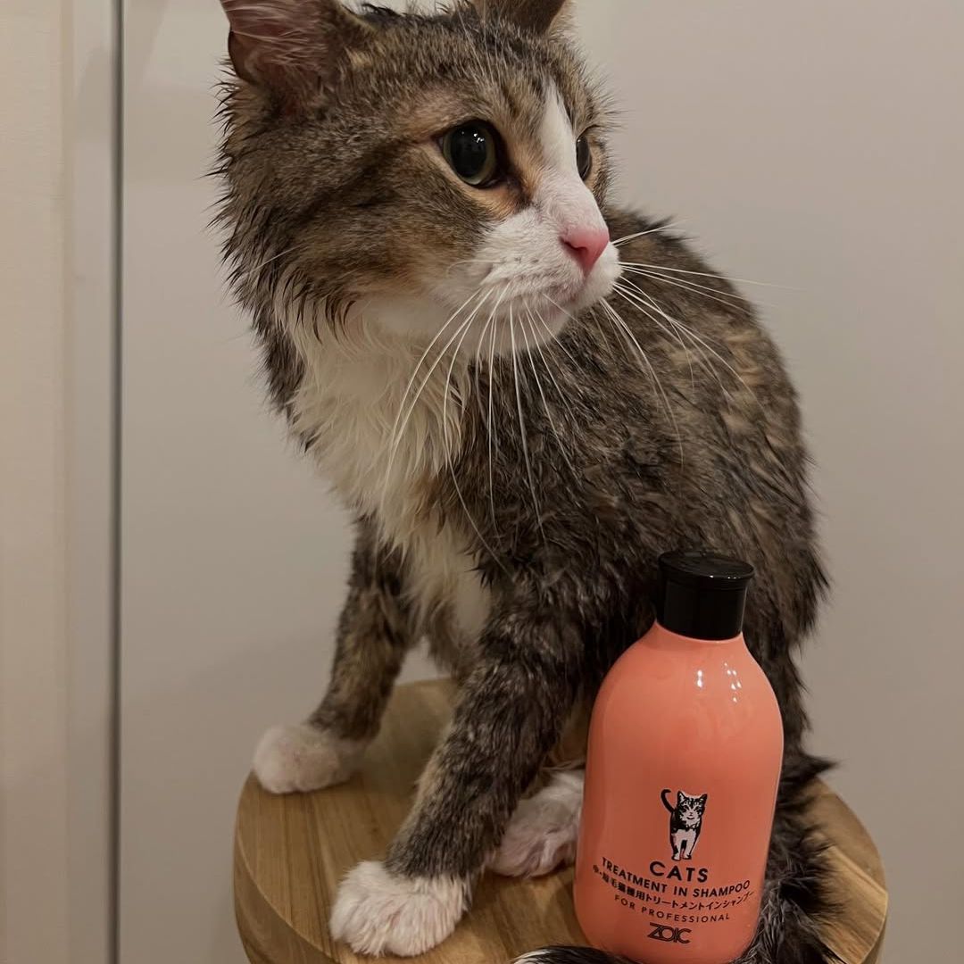 キャッツ アンバサダー ボイス
