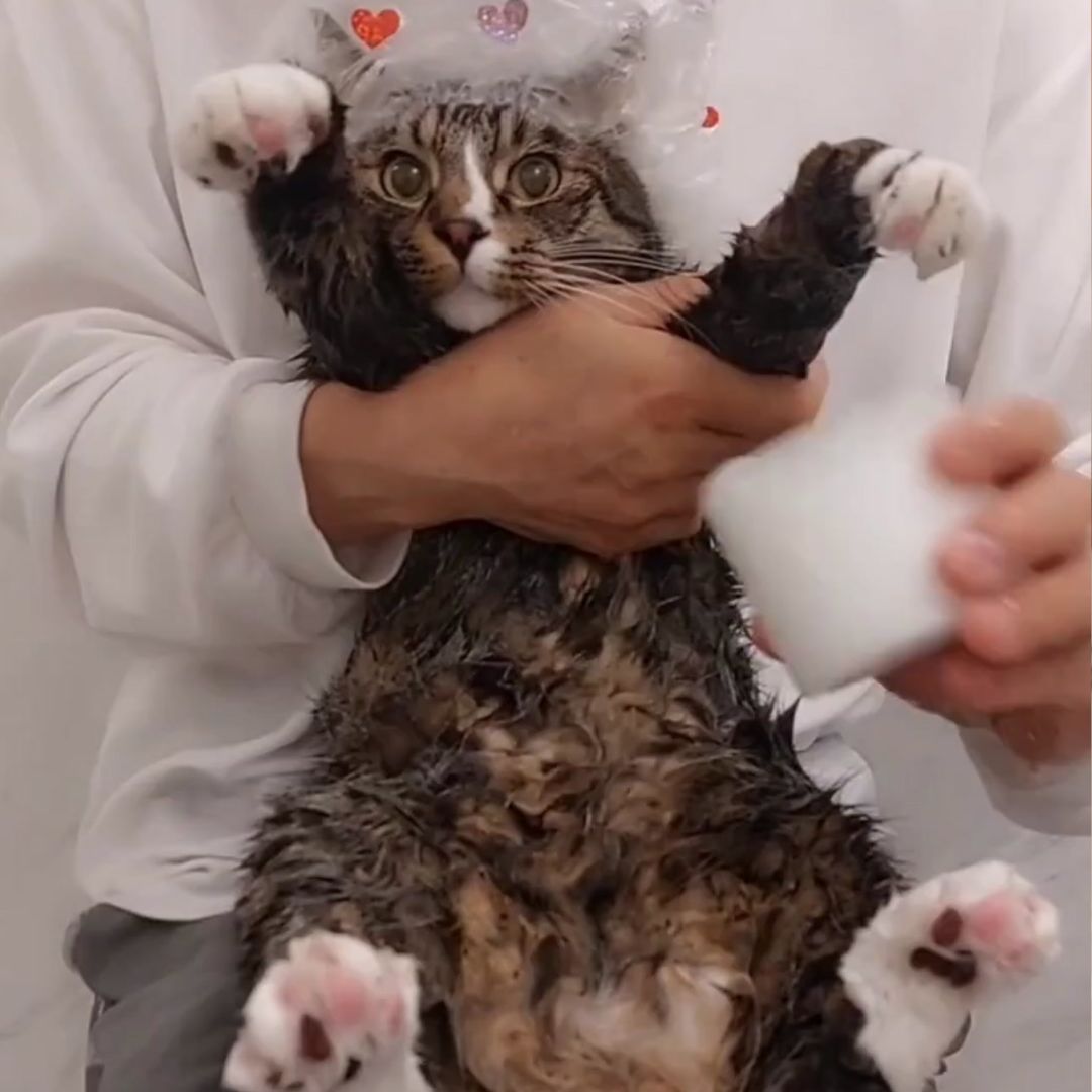 キャッツ アンバサダー ボイス
