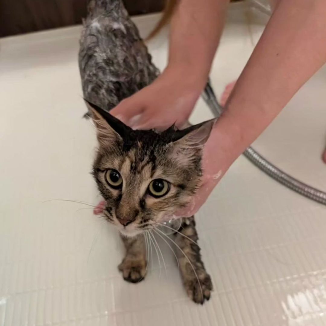 キャッツ アンバサダー ボイス