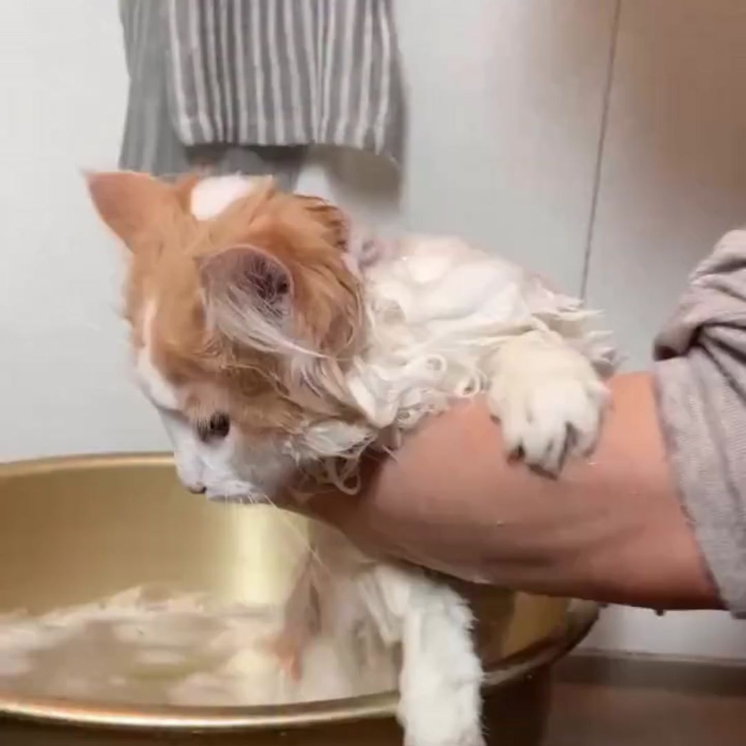 キャッツ アンバサダー ボイス