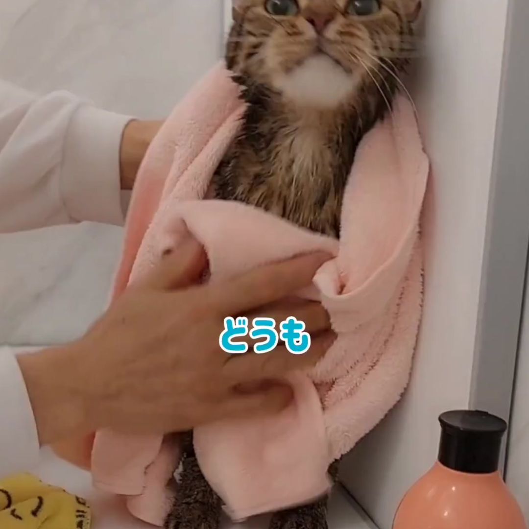 キャッツ アンバサダー ボイス