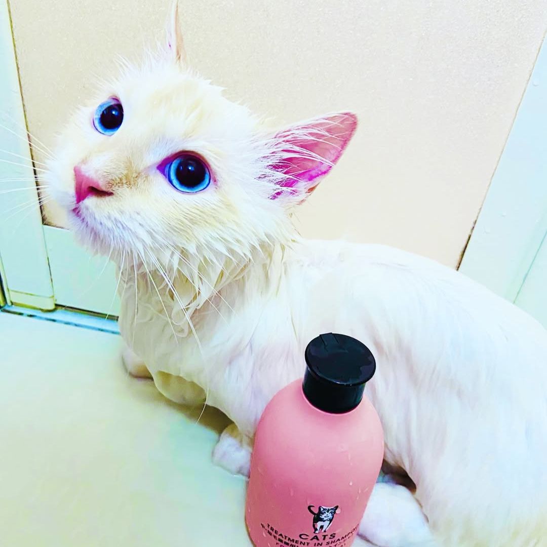 キャッツ アンバサダー ボイス