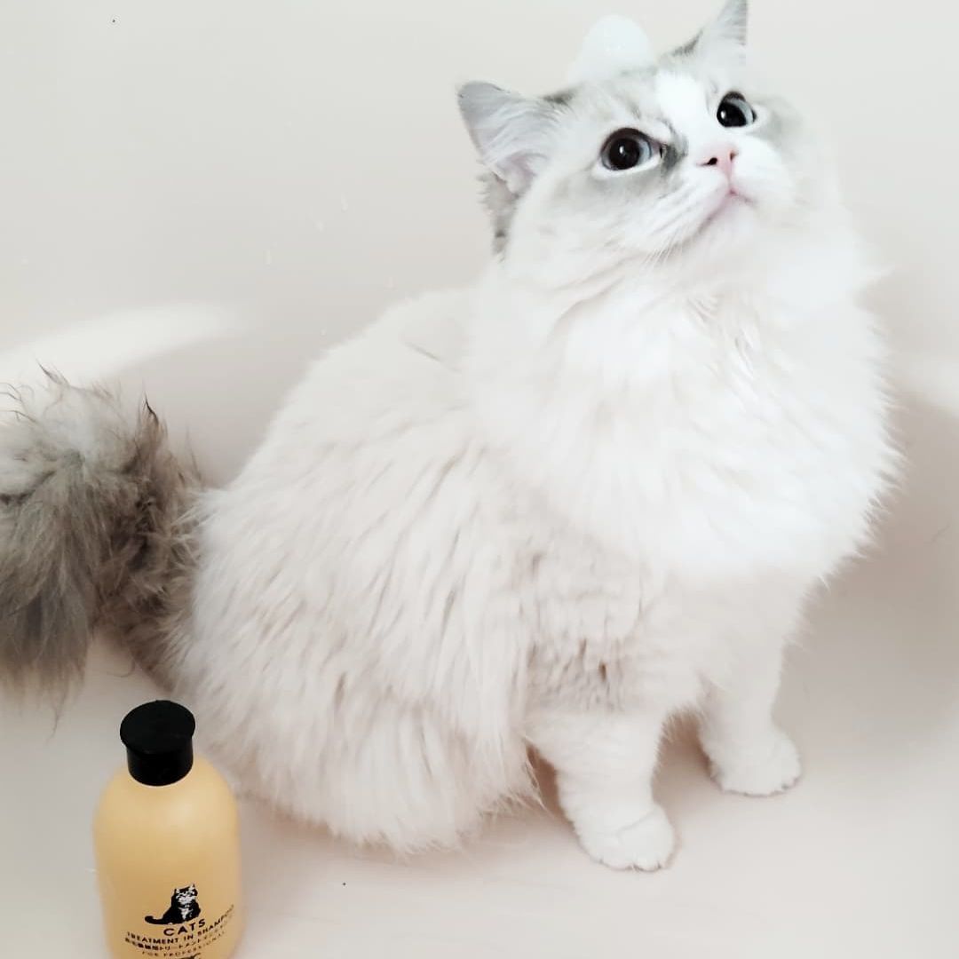 キャッツ アンバサダー ボイス
