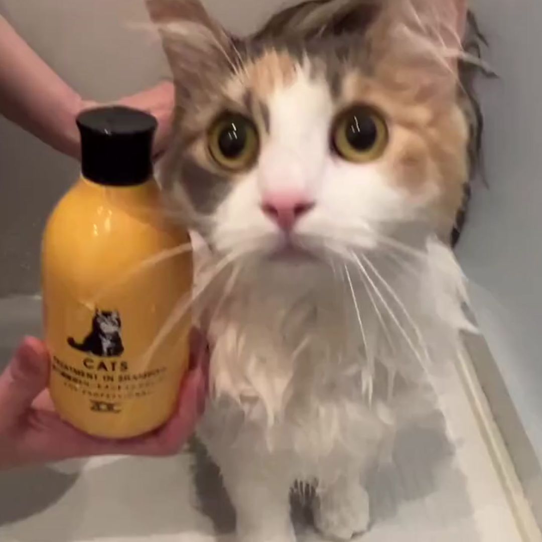 キャッツ アンバサダー ボイス