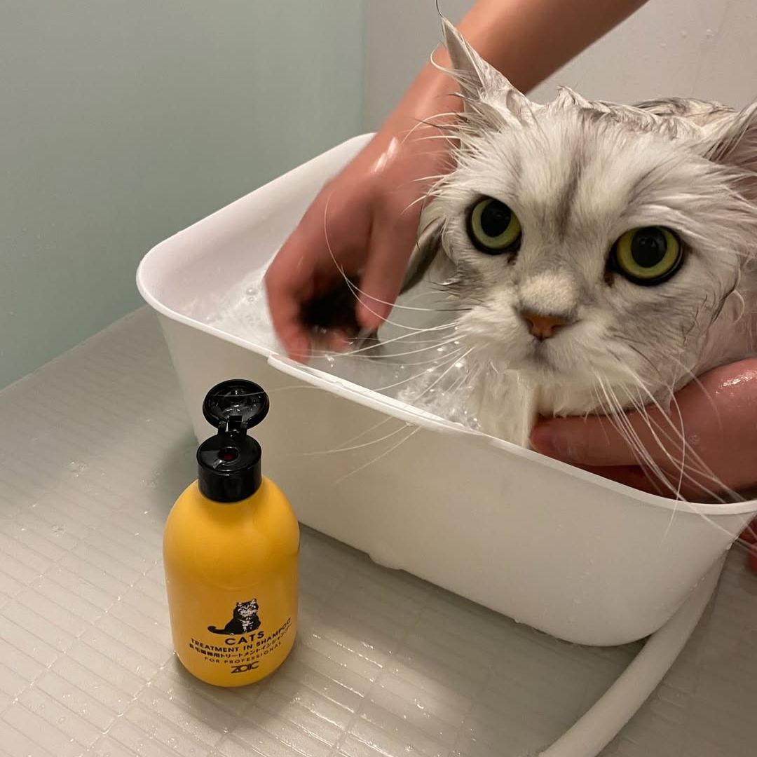 キャッツ アンバサダー ボイス