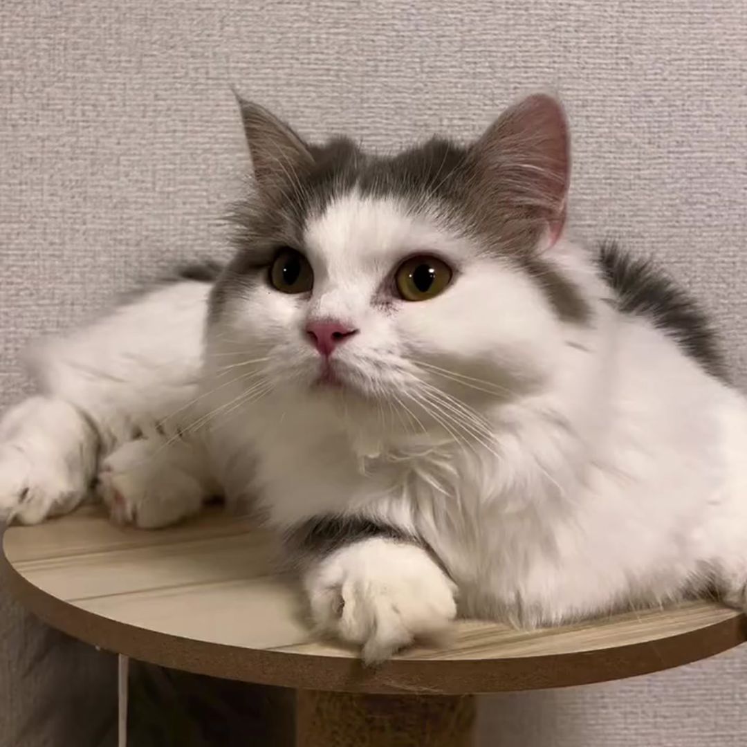 キャッツ アンバサダー ボイス