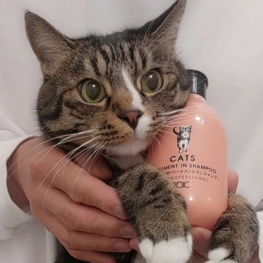 キャッツ アンバサダー ボイス