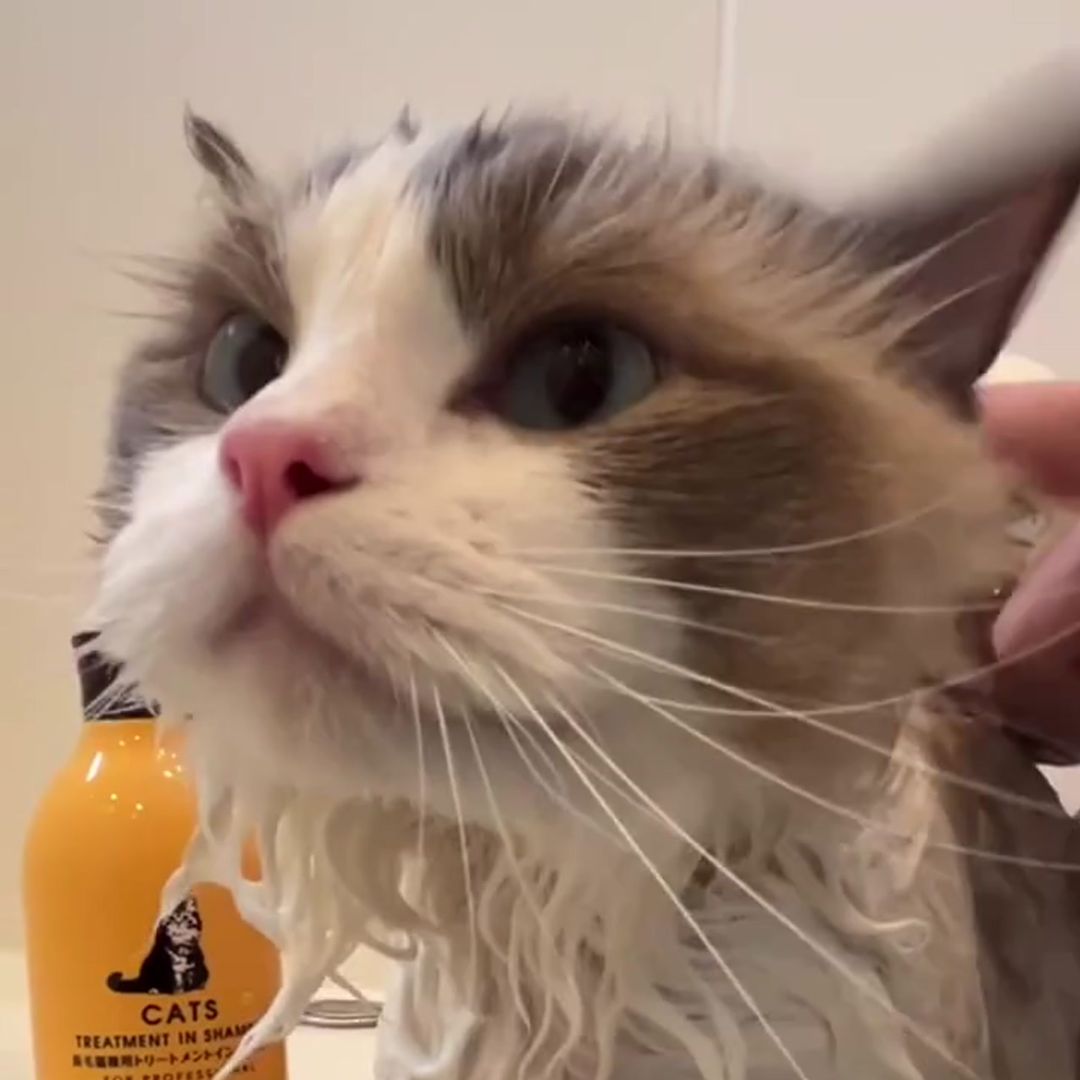 キャッツ アンバサダー ボイス