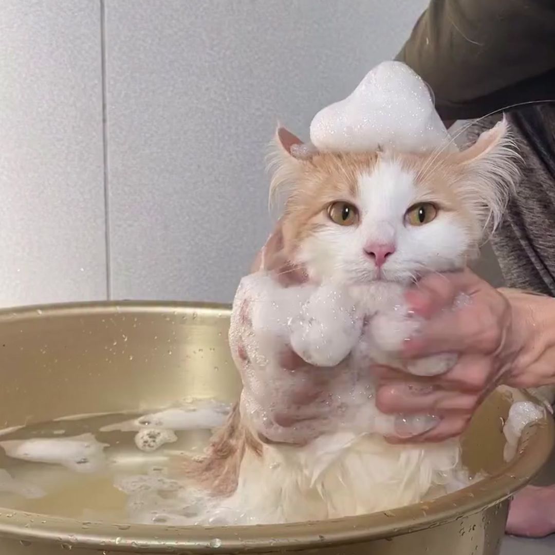 キャッツ アンバサダー ボイス