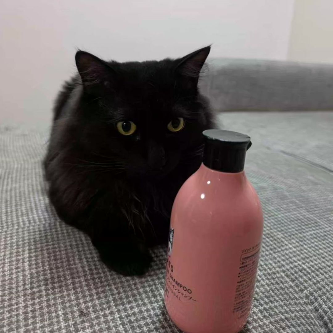 キャッツ アンバサダー ボイス