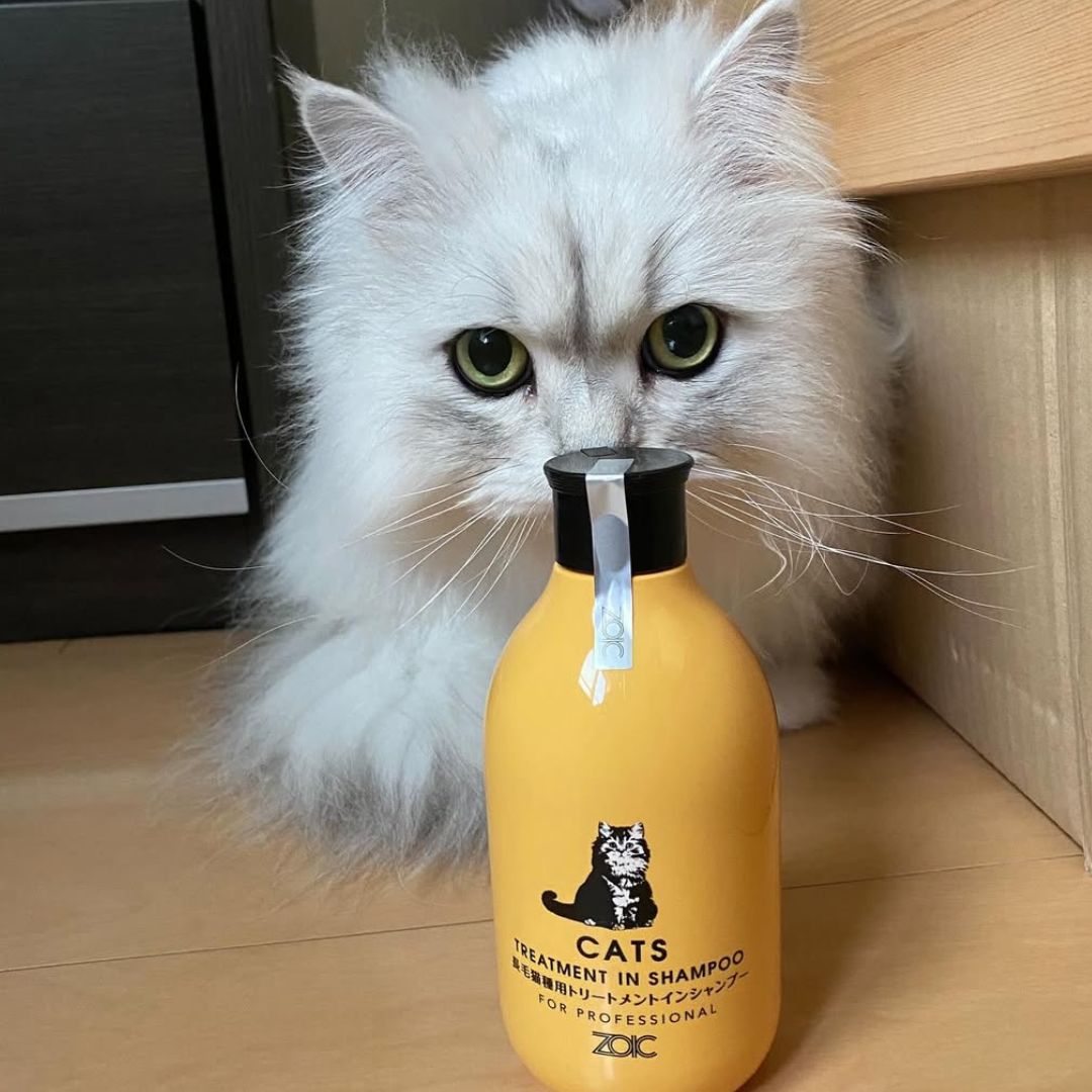キャッツ アンバサダー ボイス