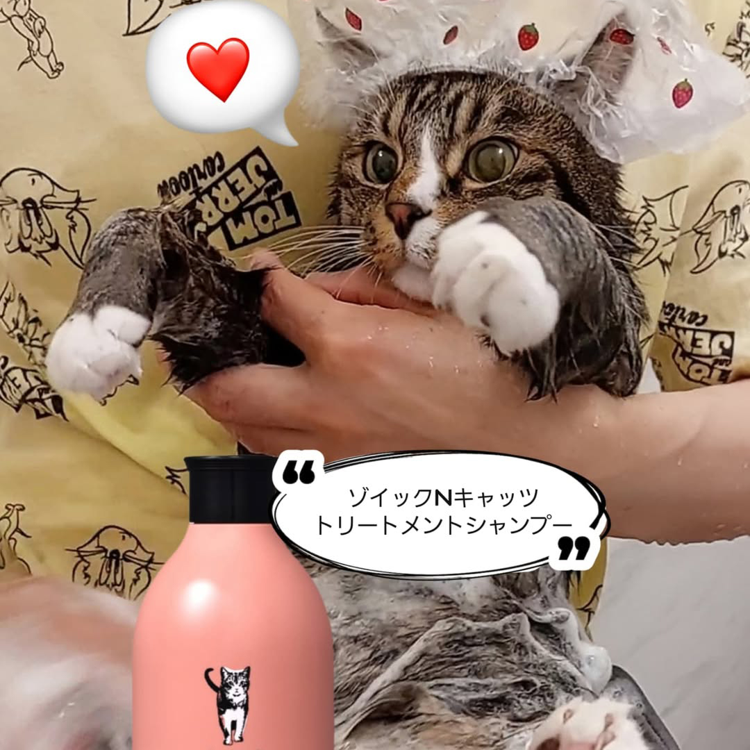 キャッツ アンバサダー ボイス