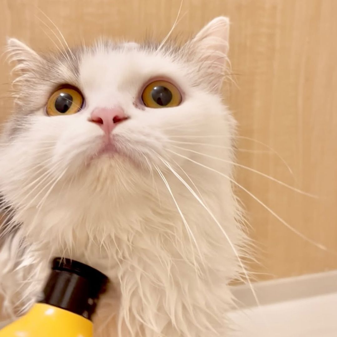 キャッツ アンバサダー ボイス