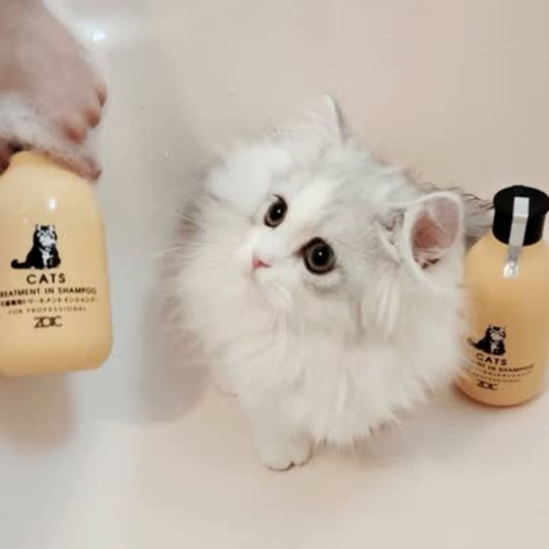 キャッツ アンバサダー ボイス